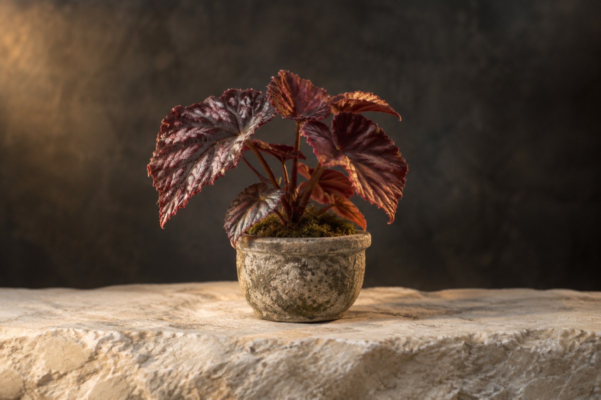 Ember Begonia astral plant